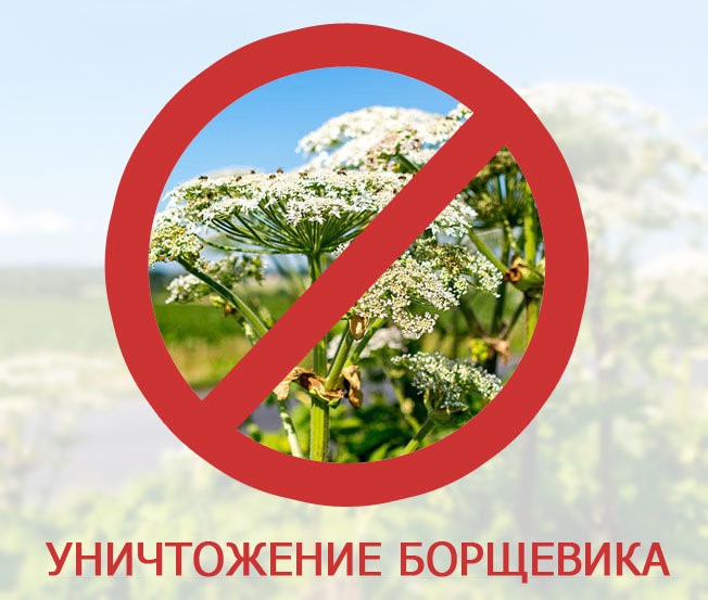 Борьба с борщевиком. Борьба с борщевиком.